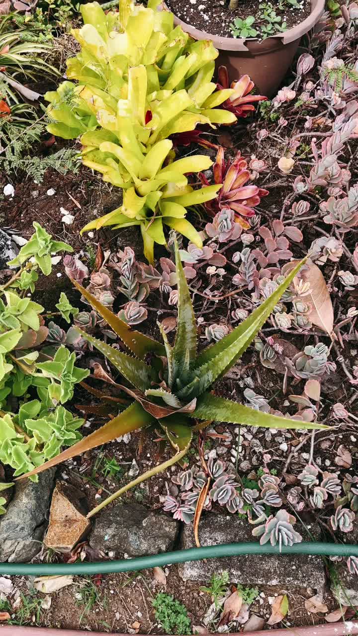 알로에 베라 와 수큐렌트 의 근접적 인 모습