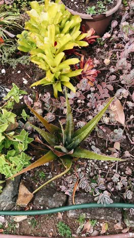 closeup view of aloe vera and succulents