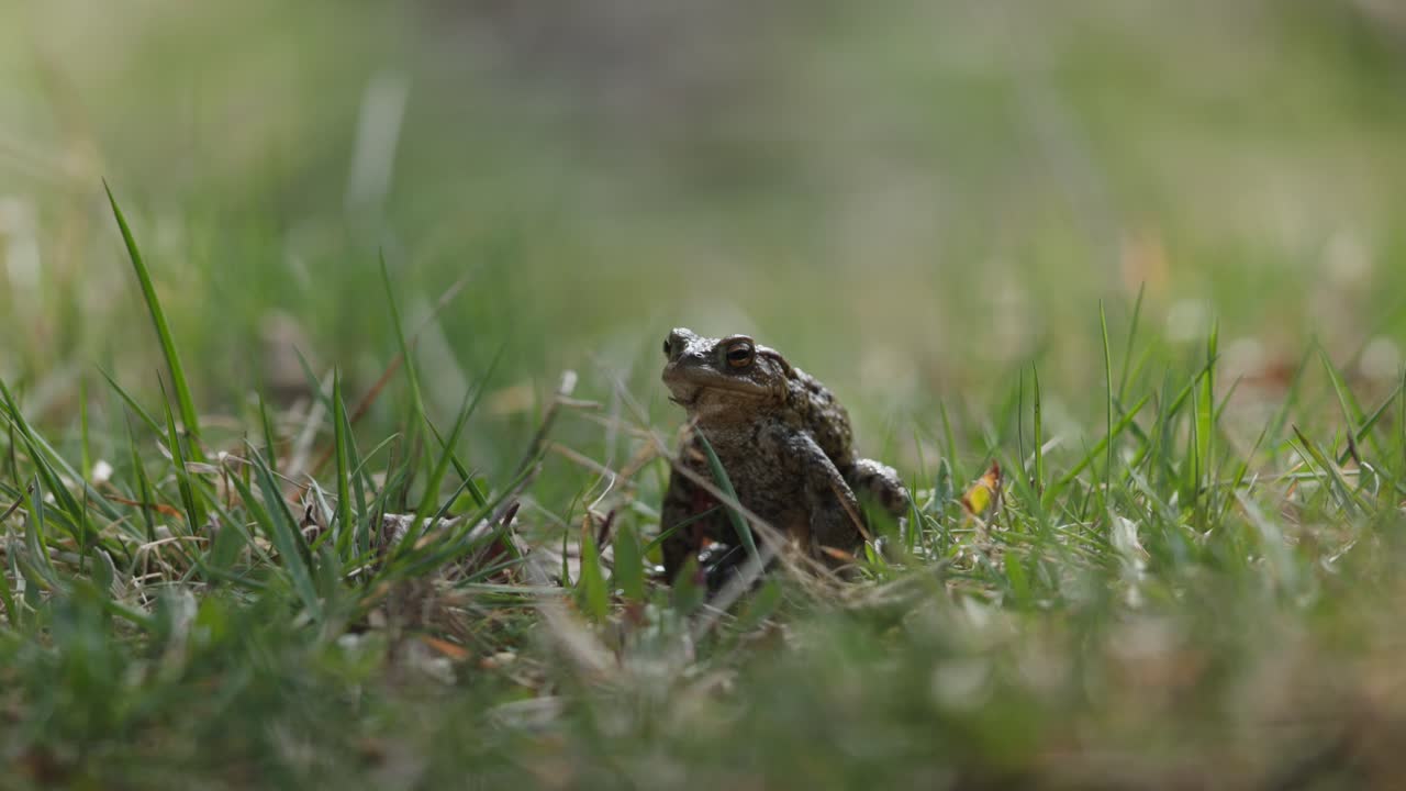 Toad in Grass