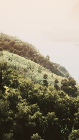 scenic hillside landscape with lush green trees