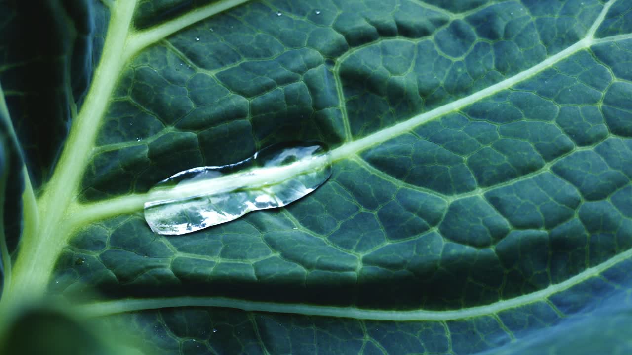 Water Droplet on Cabbage Leaf