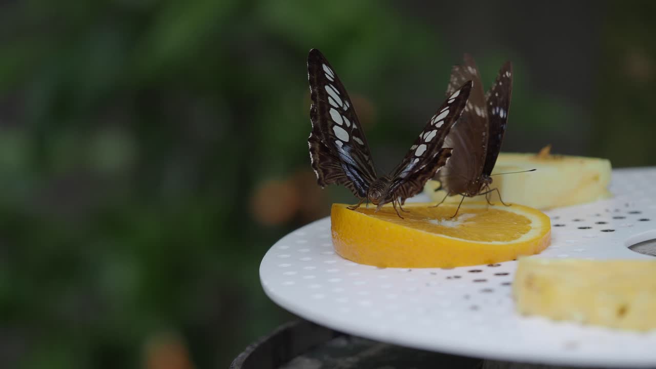 Farfalle che si nutrono di spicchi d'arancia