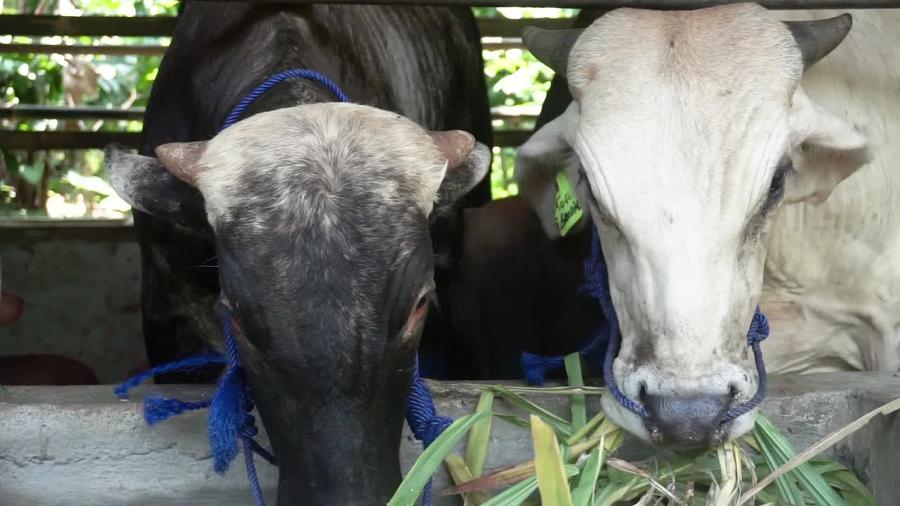 느린 동작으로 농장 헛간에서 풀을 먹는 소의 닫습니다