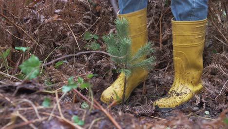 Mature man carefully planting Scots Pine tree sapling in Irish woods