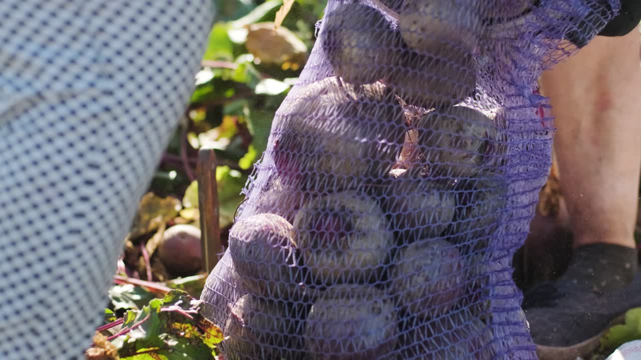 유기농 식품을 보유하는 비트를 수확하는 것