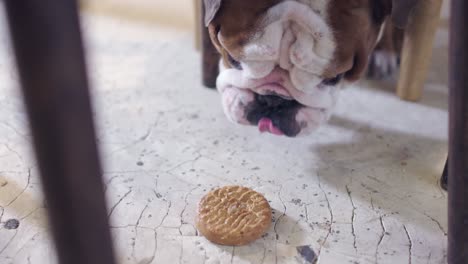 cute puppy english bulldog licking biscuit on the  concreet floor under the chairs and  the table