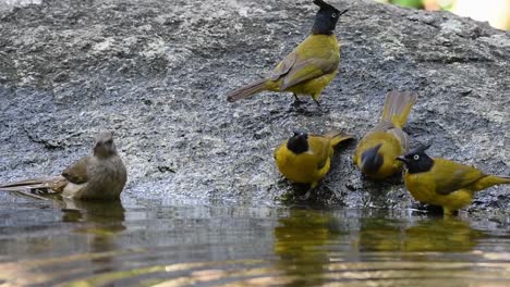 Bulbuls-De-Cresta-Negra,-Bulbul-De-Orejas-Rayadas,-Bañándose-En-El-Bosque-Durante-Un-Día-Caluroso,-Pycnonotus-Flaviventris,-Pycnonotus-Conradi,-En-Cámara-Lenta