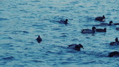 Enten-Schwimmen-Während-Der-Blauen-Stunde-In-Der-Donau-Wien