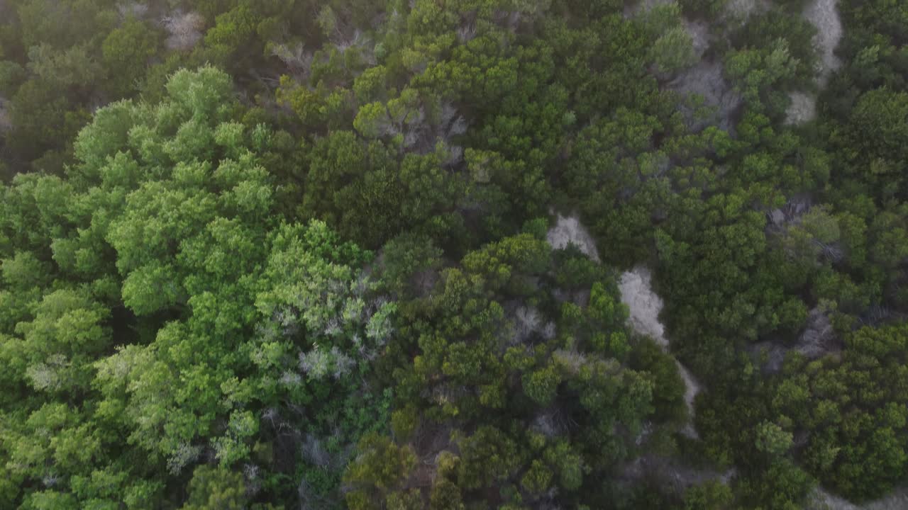 vista de arriba hacia abajo en cámara lenta de los árboles en el hermoso bosque salvaje en américa del sur en mar de las pampas