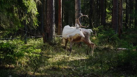 forest deer with beautiful horns eating grass in a sunshade