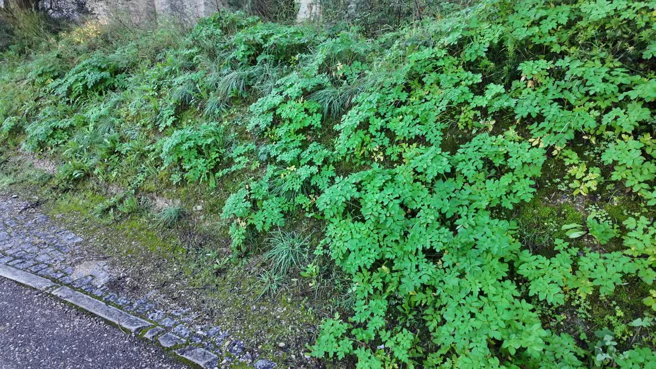 Verdure lussureggiante sotto antiche arcate in pietra a Tomar, Portogallo, all'aperto.