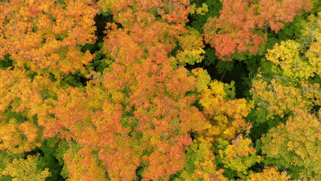 Die-Spitze-Des-Waldes-In-Voller-Herbstfarbe,-Drohnenaufnahme