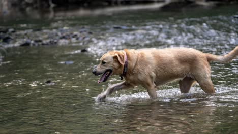 cinemagraph de un golden lab retriever en un río con el movimiento del agua