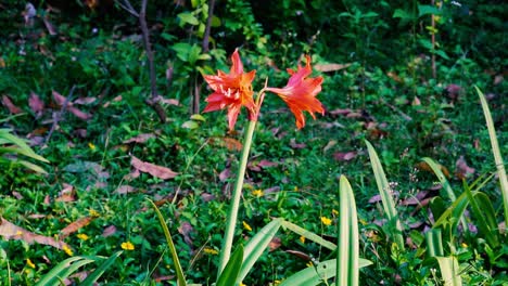 Pretty-orange-flowers-stand-out-against-tall-grass