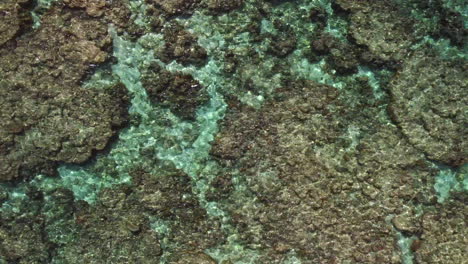 aerial bird's eye view trucking shot of coral reef in shallow, tropical water