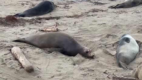 Cinematic-close-up-tracking-shot-of-a-northern-elephant-seal-belly-flopping-across-the-beach-in-Piedras-Blancas,-California