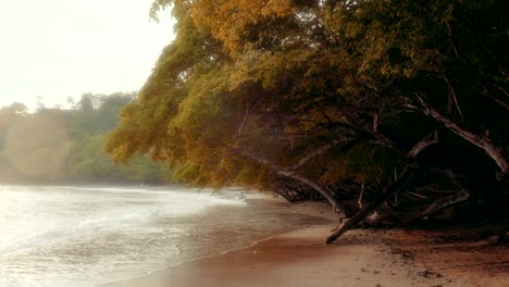 establishing shot of an untamed tropical beach