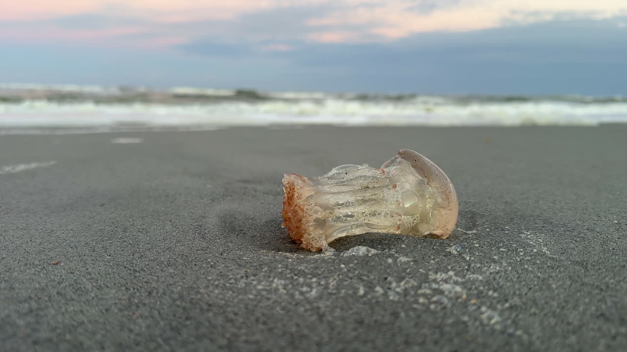 Dead jellyfish washed up on shore, ocean waves in background, close up