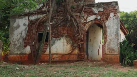 pan shot of tree grown on old abandoned ruined house, paraguay