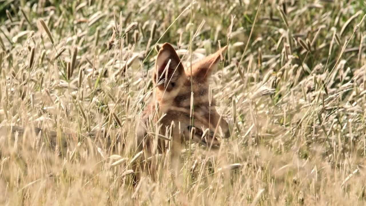 A jackal in very long grass using it's ears to locate prey