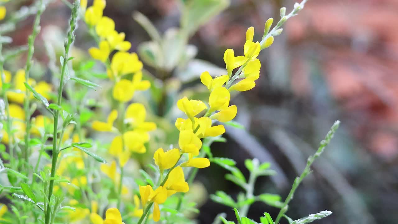 야외에서 부드럽게 움직이는 노란색 꽃의 클로즈업