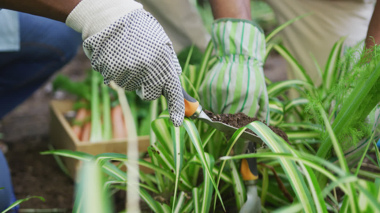 sección media de una pareja de ancianos afroamericanos con guantes de mano jardinería juntos en el jardín