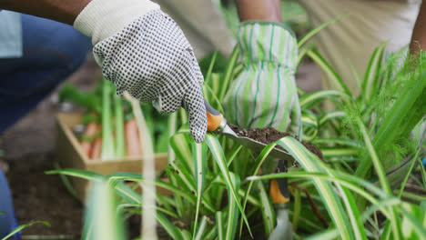 Mid-section-of-african-american-senior-couple-wearing-hand-gloves-gardening-together-in-the-garden