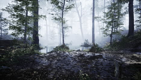 landscape of dark forest with fog