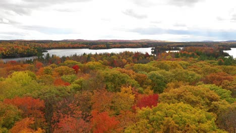 autumn trees low flight over treetops on lake