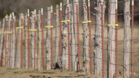 bull farm fencing heat warped on a sunny winter day in rural texas countryside