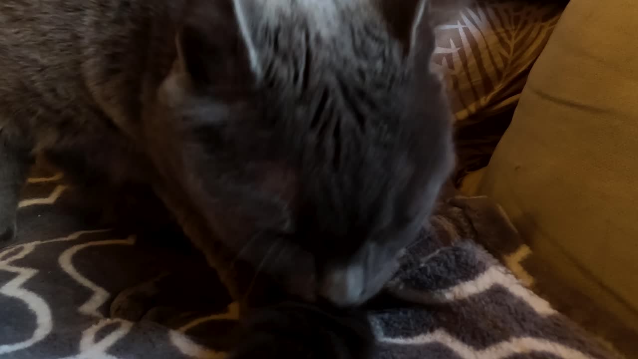 Vista di un gatto grigio che si pulisce e si lecca la coda, toelettatura del gatto da vicino, statico.