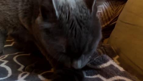 view of gray cat cleans itself and licking tail, cat grooming close, static