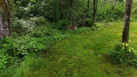 cute deer sneaking slowly through lush green forest