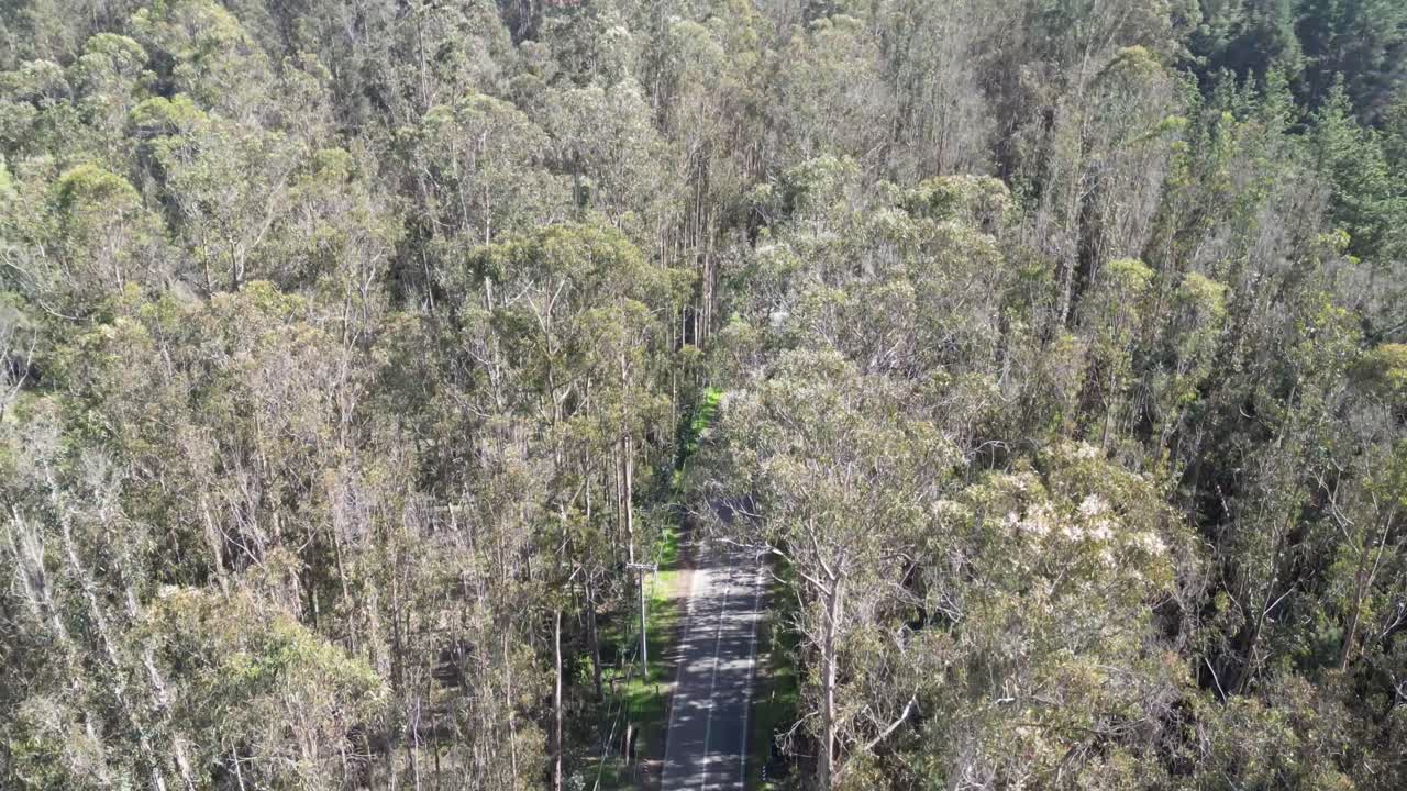 árboles en el camino a tabo, costa central, región de valparaíso, chile