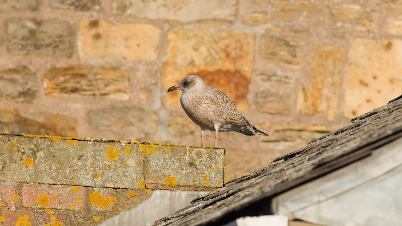 Young seagull stands alert on weathered rooftop, warm sunlight, static camera, urban Scotland setting