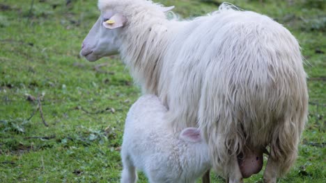 slow motion closeup shot of cute white lamb drinking milk from its sheep mother in sardinia, italy