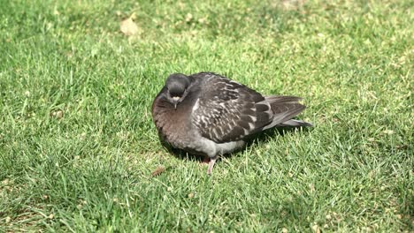 lonely dove enjoying a sunny day on the grass