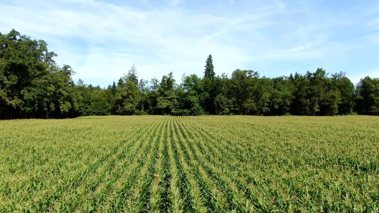 toma aérea de un gran campo de maíz y árboles en un día soleado