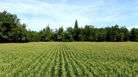Aerial-drone-shot-of-a-big-corn-field-and-trees-on-a-bright-sunny-day