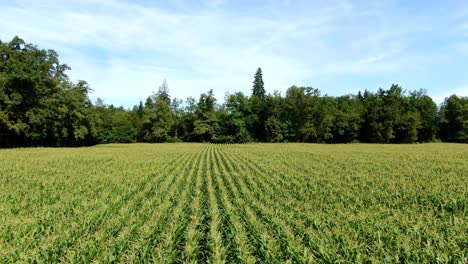 Toma-Aérea-De-Un-Gran-Campo-De-Maíz-Y-árboles-En-Un-Día-Soleado