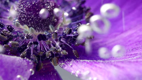 close-up of a purple anemones flower with water and bubbles