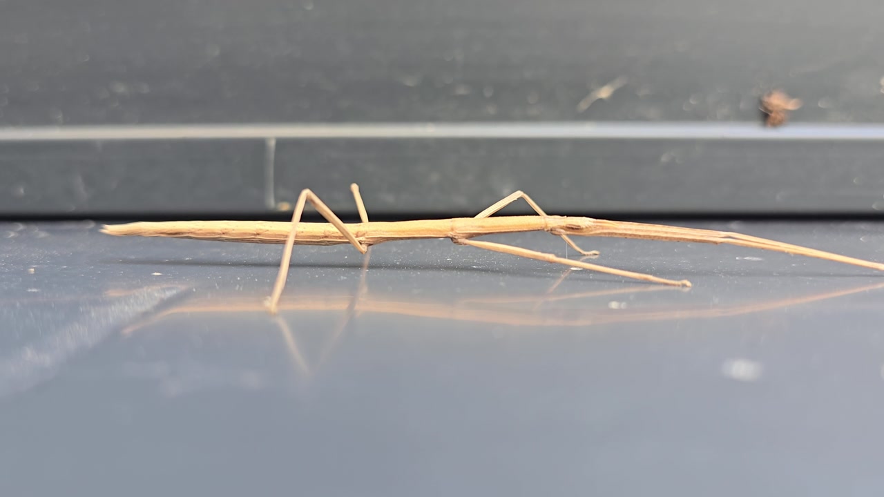 Close-up van een wandelende tak (hele lichaam) die roerloos rust op een glad oppervlak
