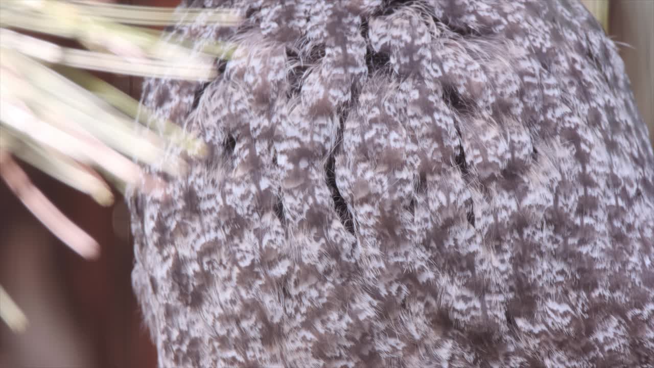 닫기:큰 회색 올빼미는 얼굴, 부리, 눈을 클로즈업하여 머리를 돌립니다.