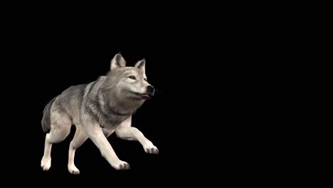 Ein-Grauer-Wolf-Läuft-Auf-Schwarzem-Hintergrund-Mit-Alphakanal-Am-Ende-Des-Videos,-3D-Animation,-Perspektivische-Ansicht,-Animierte-Tiere,-Nahtlose-Schleifenanimation