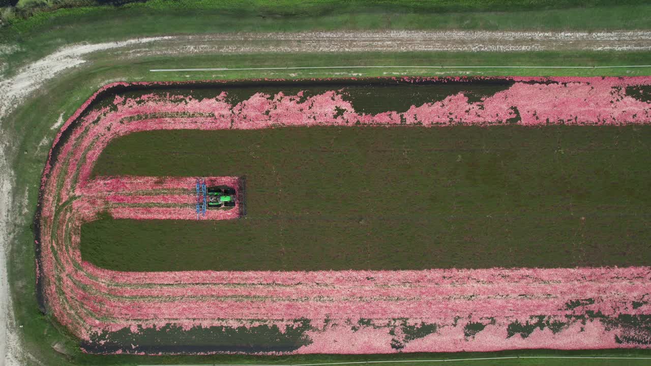 A harrow tractor slowly works its way through a cranberry bog gently knocking cranberries off their vine allowing their buoyancy to float them to the water's surface