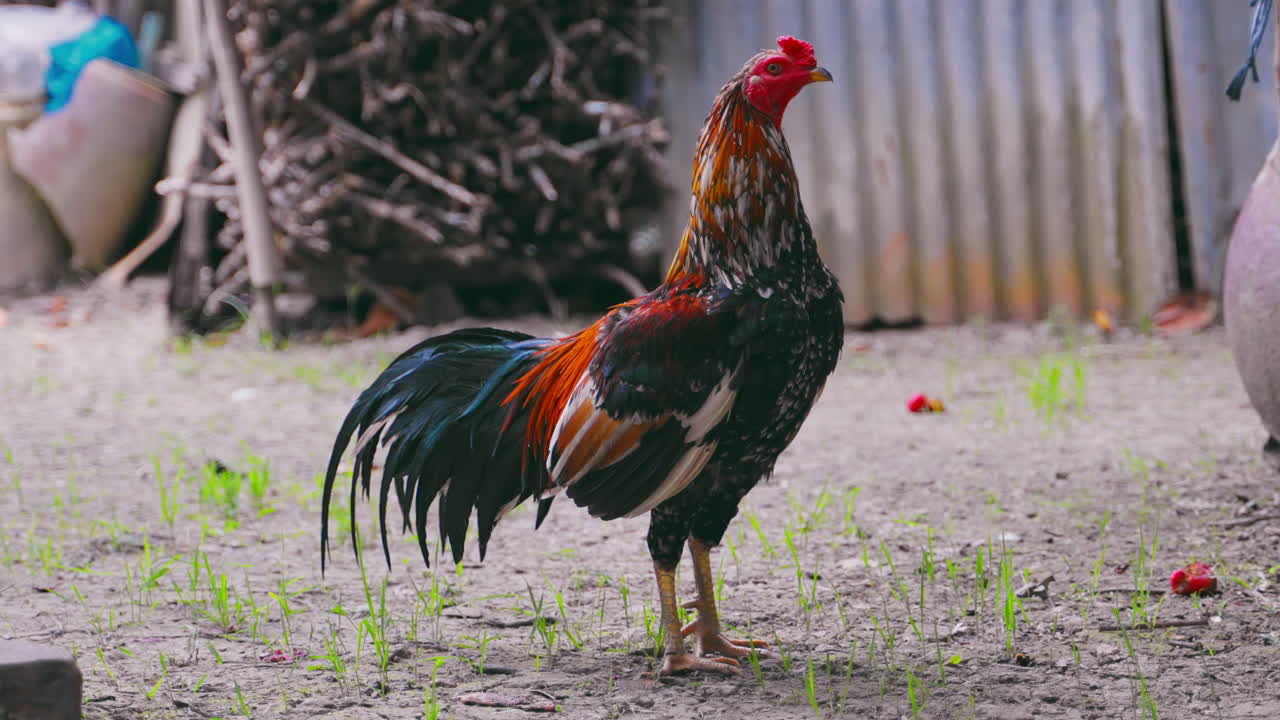 la majestuosa vista de un gallo batiendo sus alas en un jardín de la granja