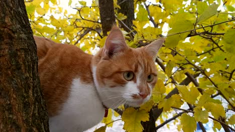 cute white-and-red cat in a red collar on the tree