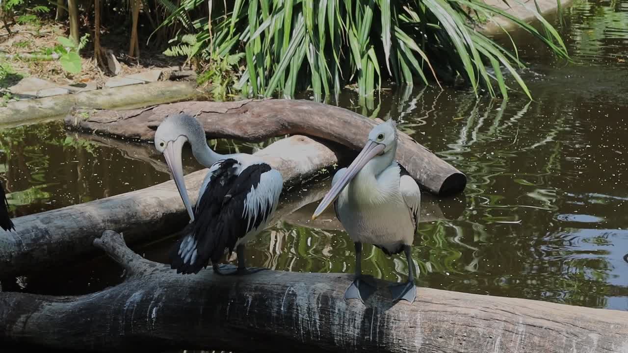 Pelican Preening Feathers on Log Beside Tropical Pond