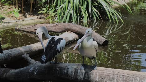 pelican preening feathers on log beside tropical pond