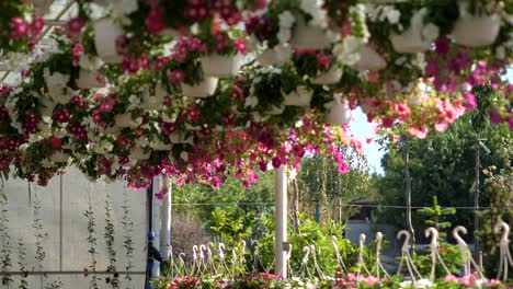 Flores-Y-Plantas-En-Una-Gran-Tienda-De-Jardinería-4k